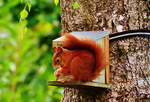 棕色松鼠在树上的灰色木屋 · 免费素材图片