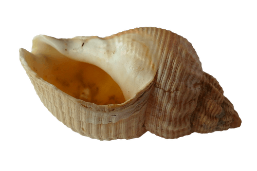 米色海螺贝壳 · 免费素材图片