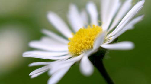 盛开的白色花瓣花的选择性聚焦摄影 · 免费素材图片