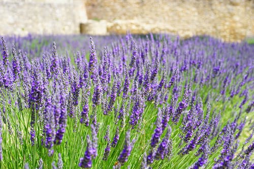 紫色簇花瓣花 · 免费素材图片
