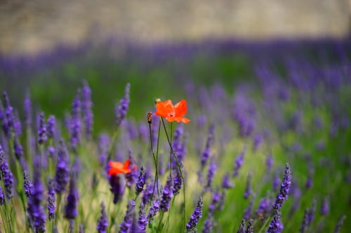 橙色的花瓣花，白天有紫色的草 · 免费素材图片