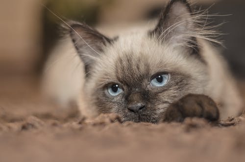 暹罗猫的焦点摄影 · 免费素材图片