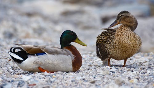绿头野鸭和棕鸭白天站在石头上 · 免费素材图片