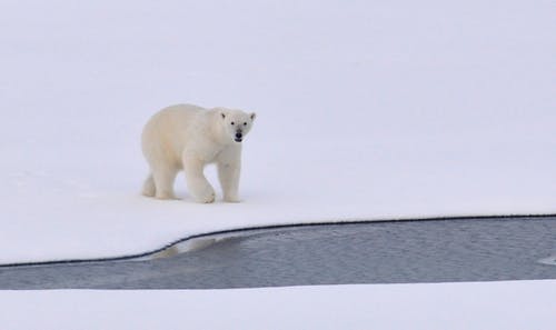 一包冰上的白色北极熊 · 免费素材图片