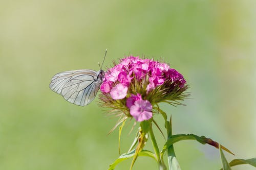 栖息在紫色花瓣上的灰色蝴蝶 · 免费素材图片