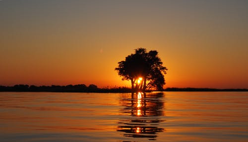 平静的水面，俯瞰被树剪影遮挡的地平线上的夕阳 · 免费素材图片