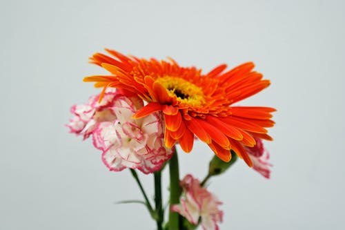 橙色雏菊盛开 · 免费素材图片