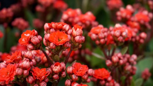 盛开的红色长寿花的选择性聚焦摄影 · 免费素材图片