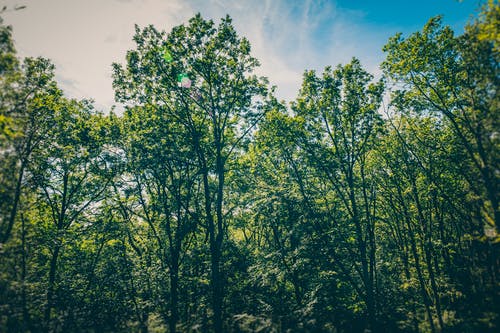 蓝蓝的天空下的绿树 · 免费素材图片
