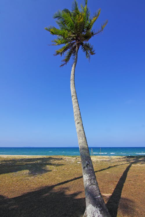 期间海洋附近的椰子树 · 免费素材图片