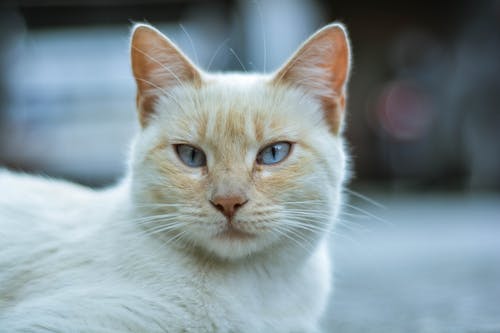特写白色和橙色的猫 · 免费素材图片
