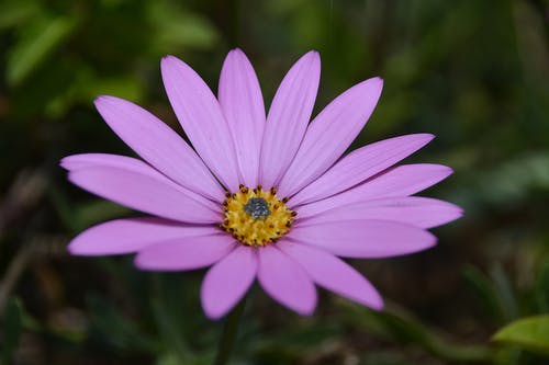 紫色花瓣花 · 免费素材图片