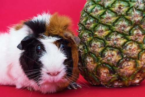 豚鼠和菠萝果 · 免费素材图片