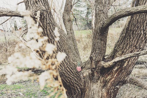 棕树 · 免费素材图片