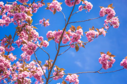 蓝蓝的天空下的粉红色花瓣花 · 免费素材图片