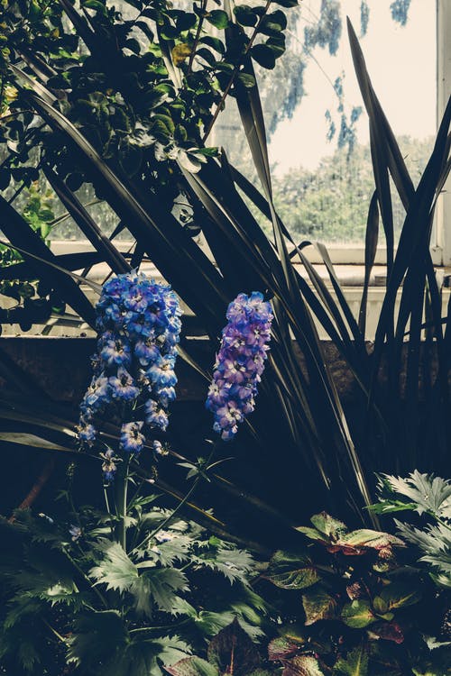 紫色风信子花 · 免费素材图片