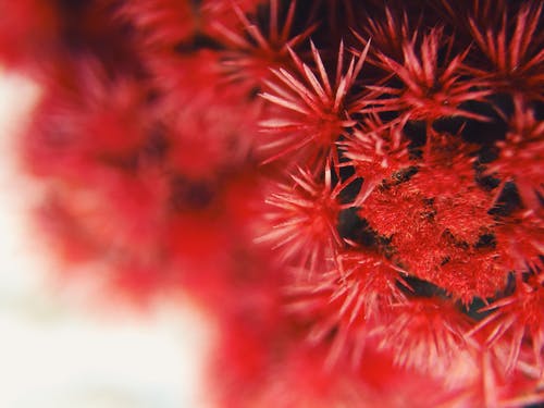 红色簇花的特写摄影 · 免费素材图片