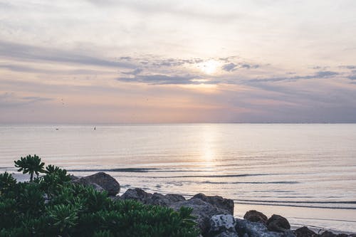 在多岩石的海滨绿叶植物 · 免费素材图片