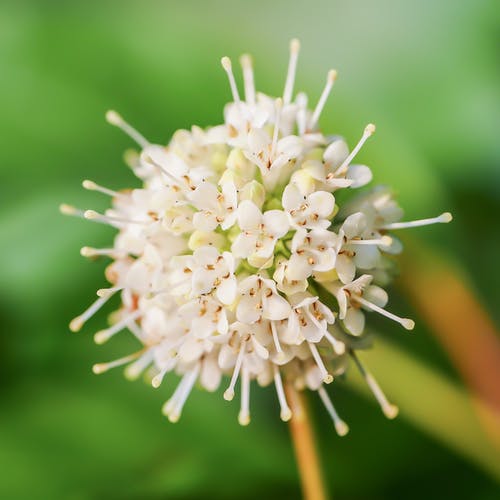 白色花瓣花的特写照片 · 免费素材图片