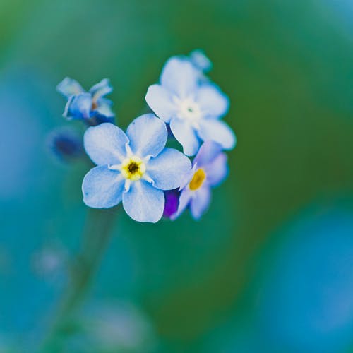 蓝色和紫色花朵的浅焦点摄影 · 免费素材图片