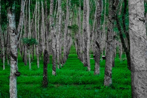 森林风景摄影 · 免费素材图片