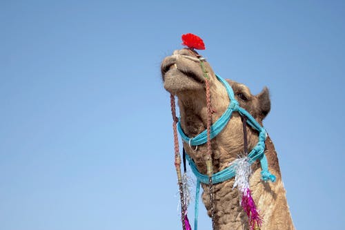 骆驼的低角度摄影 · 免费素材图片