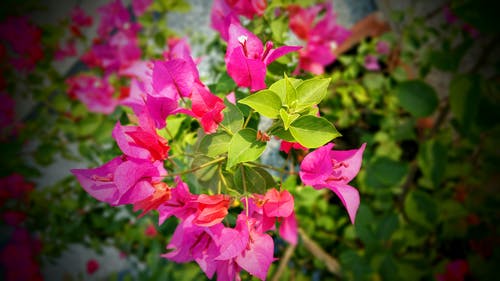 粉色和绿色叶子的植物选择性聚焦摄影 · 免费素材图片