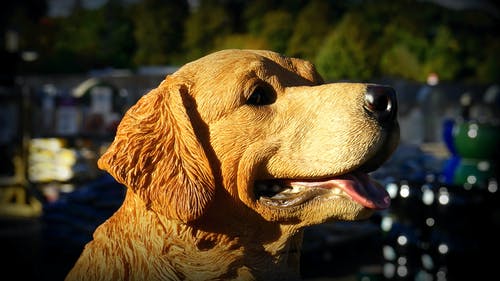 黄色拉布拉多犬 · 免费素材图片