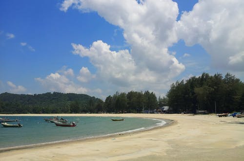 海边的绿树 · 免费素材图片