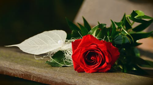 红玫瑰花 · 免费素材图片