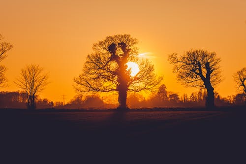 日落时的树木 · 免费素材图片