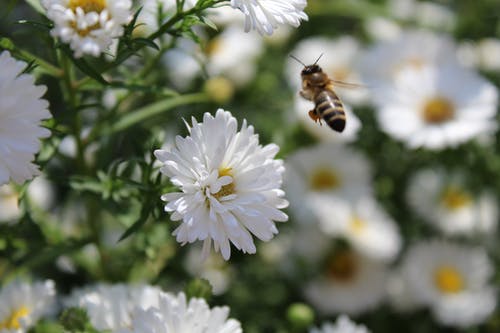 蜜蜂在选择性聚焦摄影中的白色翠菊花附近盘旋 · 免费素材图片