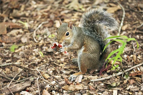 灰松鼠吃红色水果 · 免费素材图片