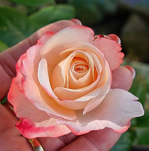 白色和红色的花瓣玫瑰 · 免费素材图片