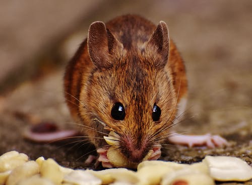 布朗老鼠吃花生 · 免费素材图片