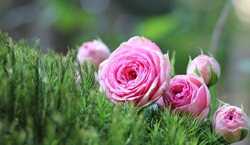 粉红玫瑰的宏观照片 · 免费素材图片