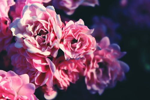 关闭了粉红色的花的图片 · 免费素材图片