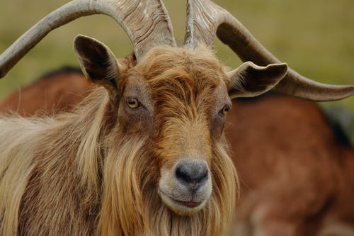 棕山羊的选择性聚焦摄影 · 免费素材图片