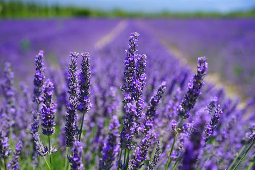 紫色的花瓣花朵焦点照片 · 免费素材图片