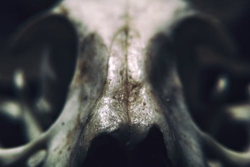 灰色动物头骨 · 免费素材图片