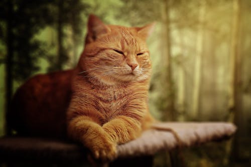 棕色表面短毛橙色猫 · 免费素材图片