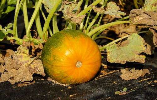 黑色表面上的南瓜 · 免费素材图片