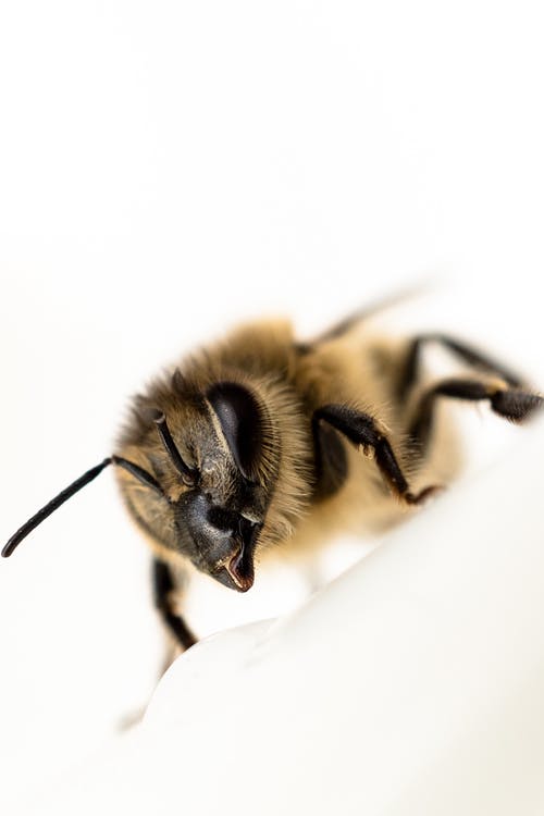 蜜蜂在特写摄影 · 免费素材图片