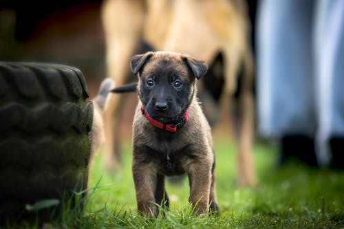 轮胎上的tan比利时玛利诺犬在草地上 · 免费素材图片