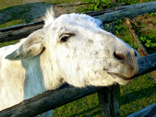 篱笆旁边的白山羊 · 免费素材图片