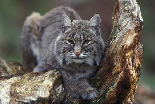 棕色树干上的灰色山猫 · 免费素材图片