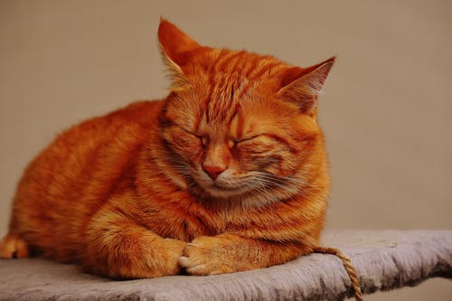 选择性聚焦照片中的橙色猫 · 免费素材图片