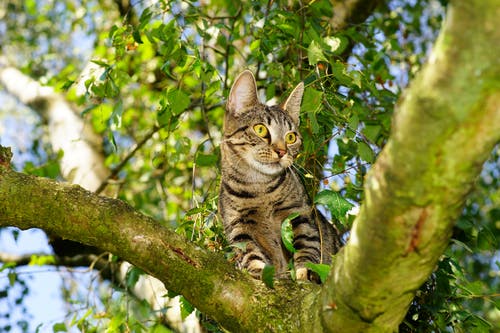 棕色虎斑猫在树上 · 免费素材图片