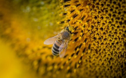 一只蜜蜂的宏观摄影 · 免费素材图片