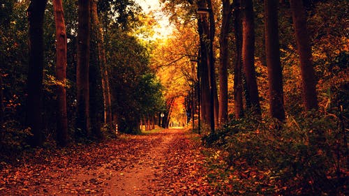 树木之间的叶覆盖通路 · 免费素材图片